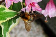 Bombus pascuorum