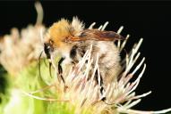 Bombus pascuorum