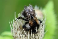 Bombus pascuorum