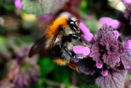 Bombus pascuorum