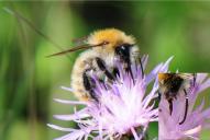 Bombus pascuorum