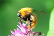 Bombus pascuorum