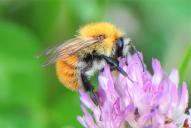 Bombus pascuorum