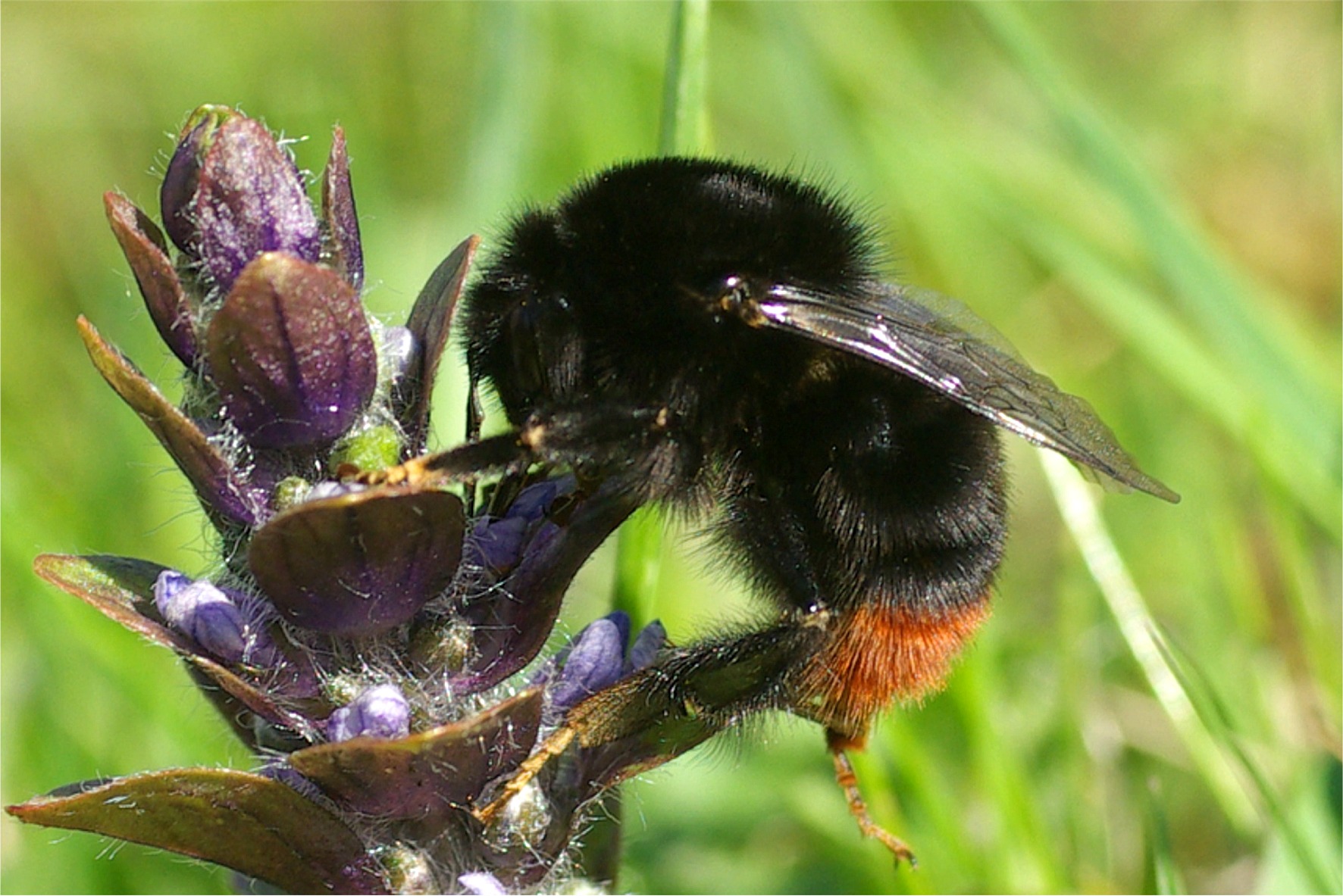 Bombus lapidarius