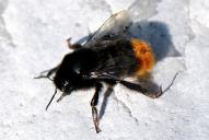 Bombus lapidarius