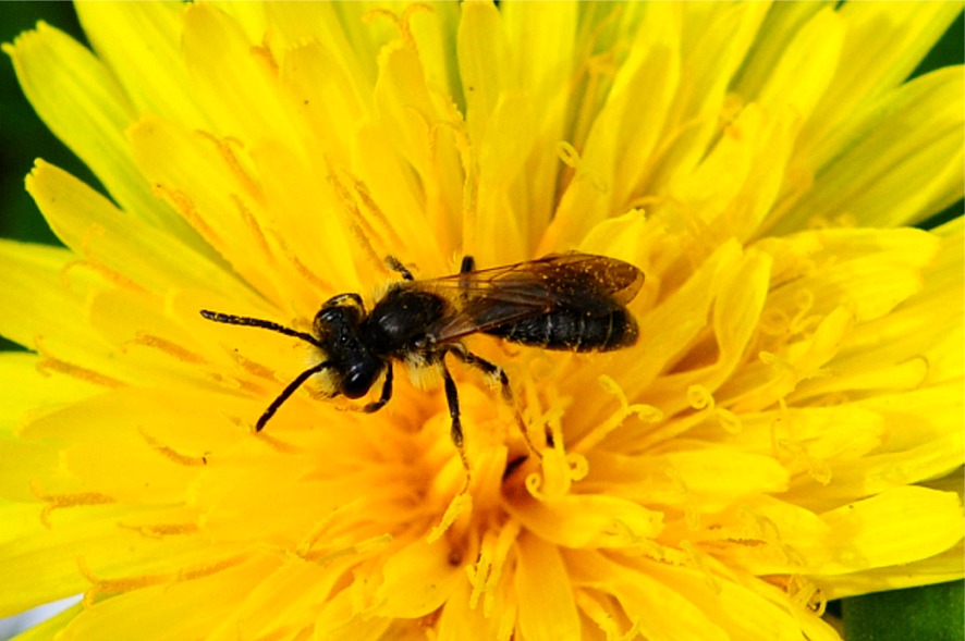 Halictus maculatus