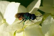 Chrysis ignita