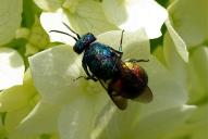 Chrysis ignita