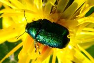 Cryptocephalus sericeus