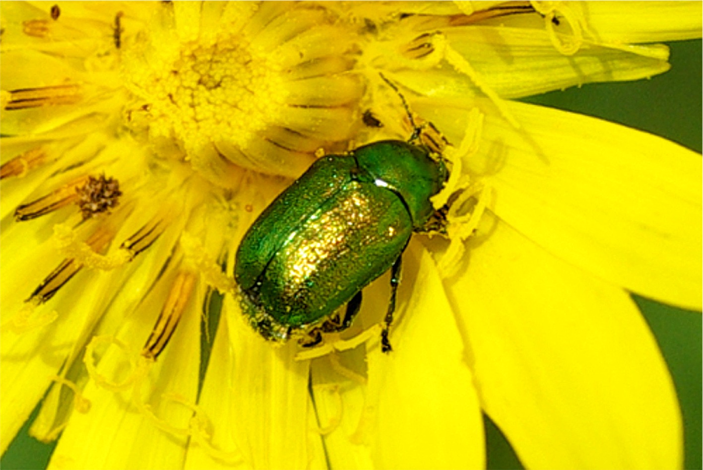 Cryptocephalus sericeus