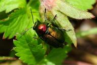 Cryptocephalus sericeus