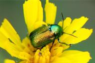 Cryptocephalus sericeus