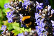 Bombus hortorum