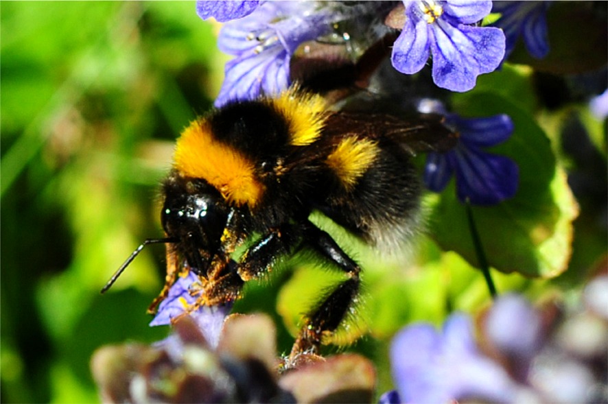 Bombus hortorum