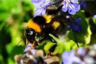 Bombus hortorum