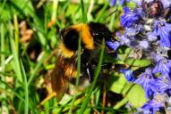 Bombus hortorum