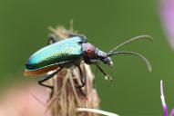 Carilia (Gaurotes) virginea