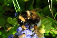 Bombus hortorum