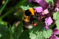 Bombus hortorum