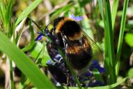 Bombus hortorum
