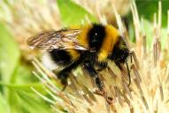 Bombus hortorum