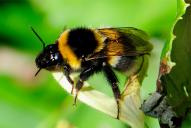 Bombus hortorum