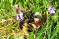 Bombus hortorum