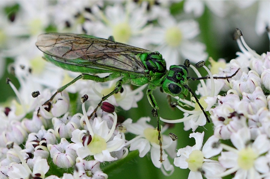 Rhogogaster viridis