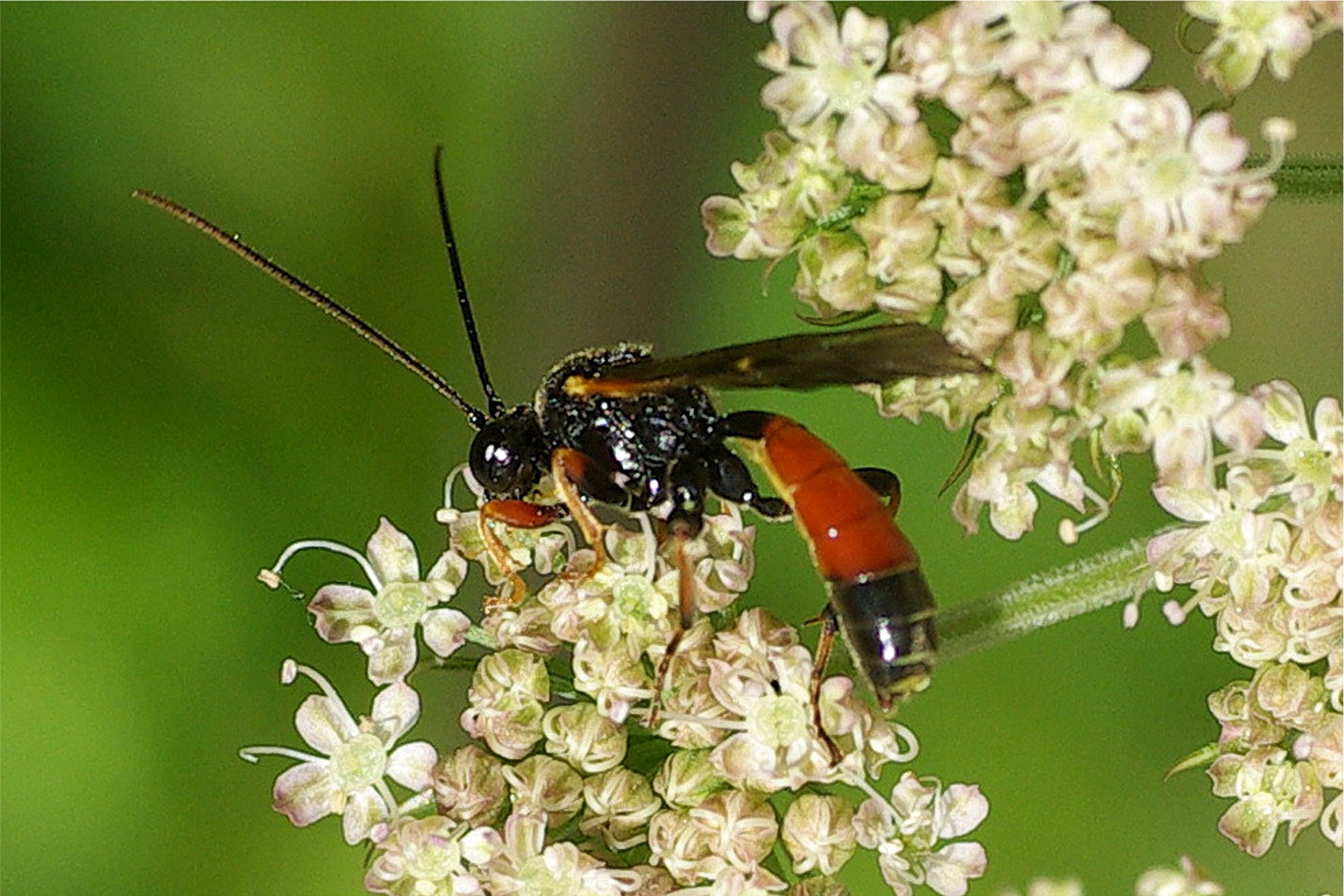 Cosmoconus nigriventris