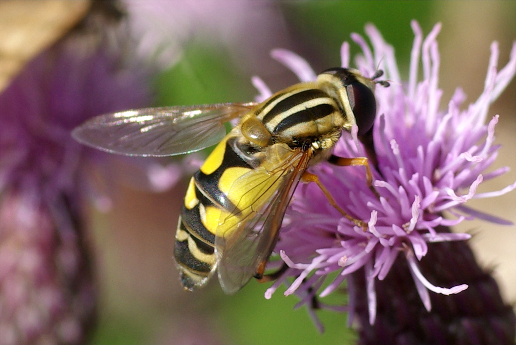 Helophilus trivittatus