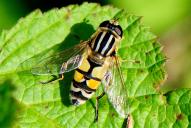 Helophilus trivittatus