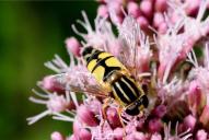 Helophilus trivittatus