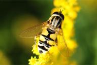 Helophilus trivittatus