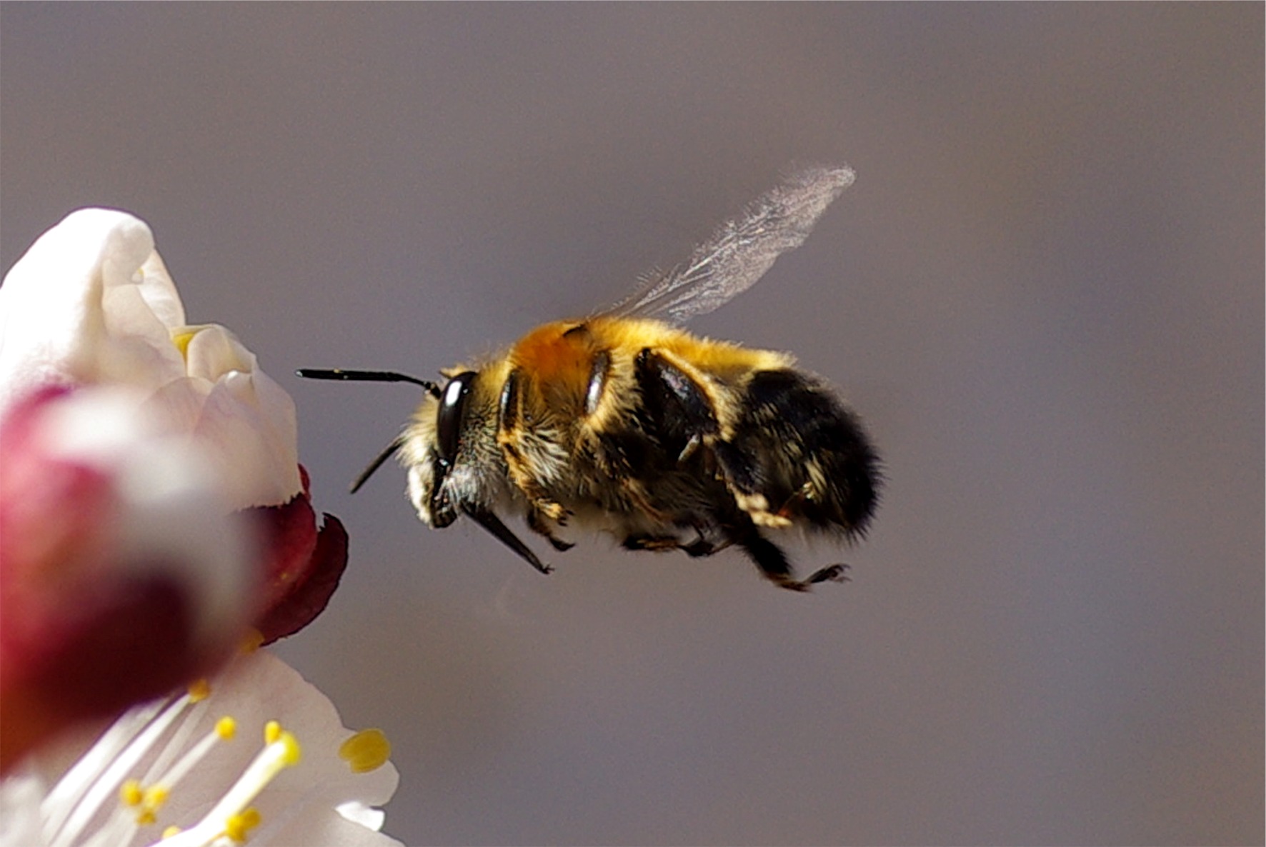 Anthophora plumipes