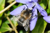 Anthophora plumipes