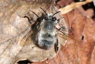 Anthophora plumipes