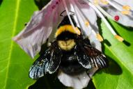 Bombus argillaceus