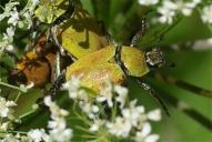 Hoplia argentea