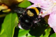 Bombus argillaceus
