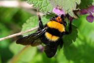 Bombus argillaceus