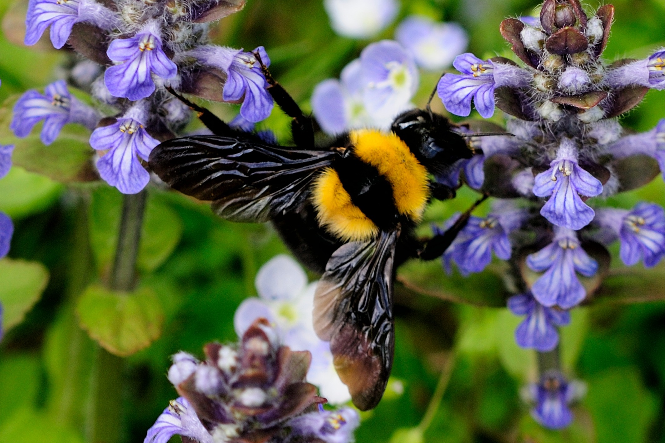 Bombus argillaceus