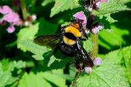 Bombus argillaceus