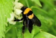 Bombus argillaceus