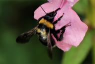 Bombus argillaceus