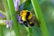 Bombus argillaceus
