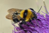 Bombus argillaceus