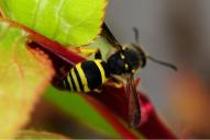 Ancistrocerus nigricornis