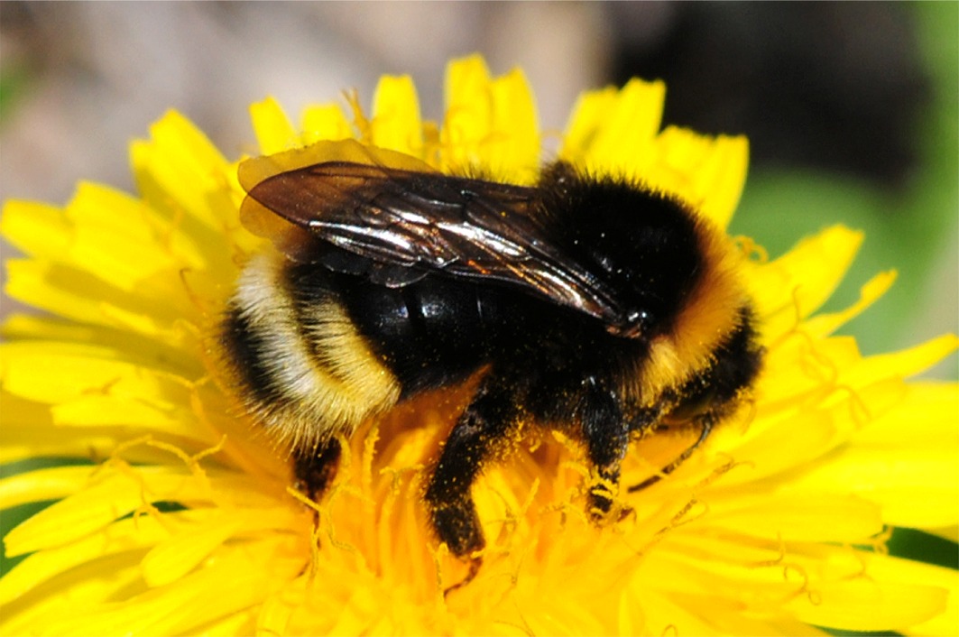 Bombus bohemicus