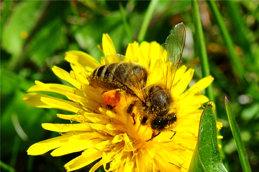 Apis mellifera