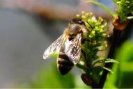 Apis mellifera